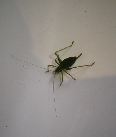 Grasshopper 2.JPG